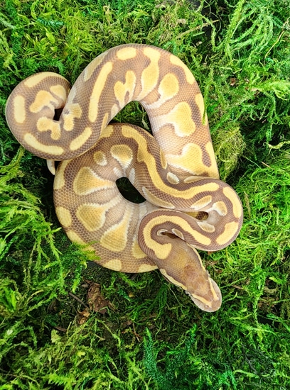 Lesser DH Hypo Pied Ball Python by Tampa Bay Constrictors