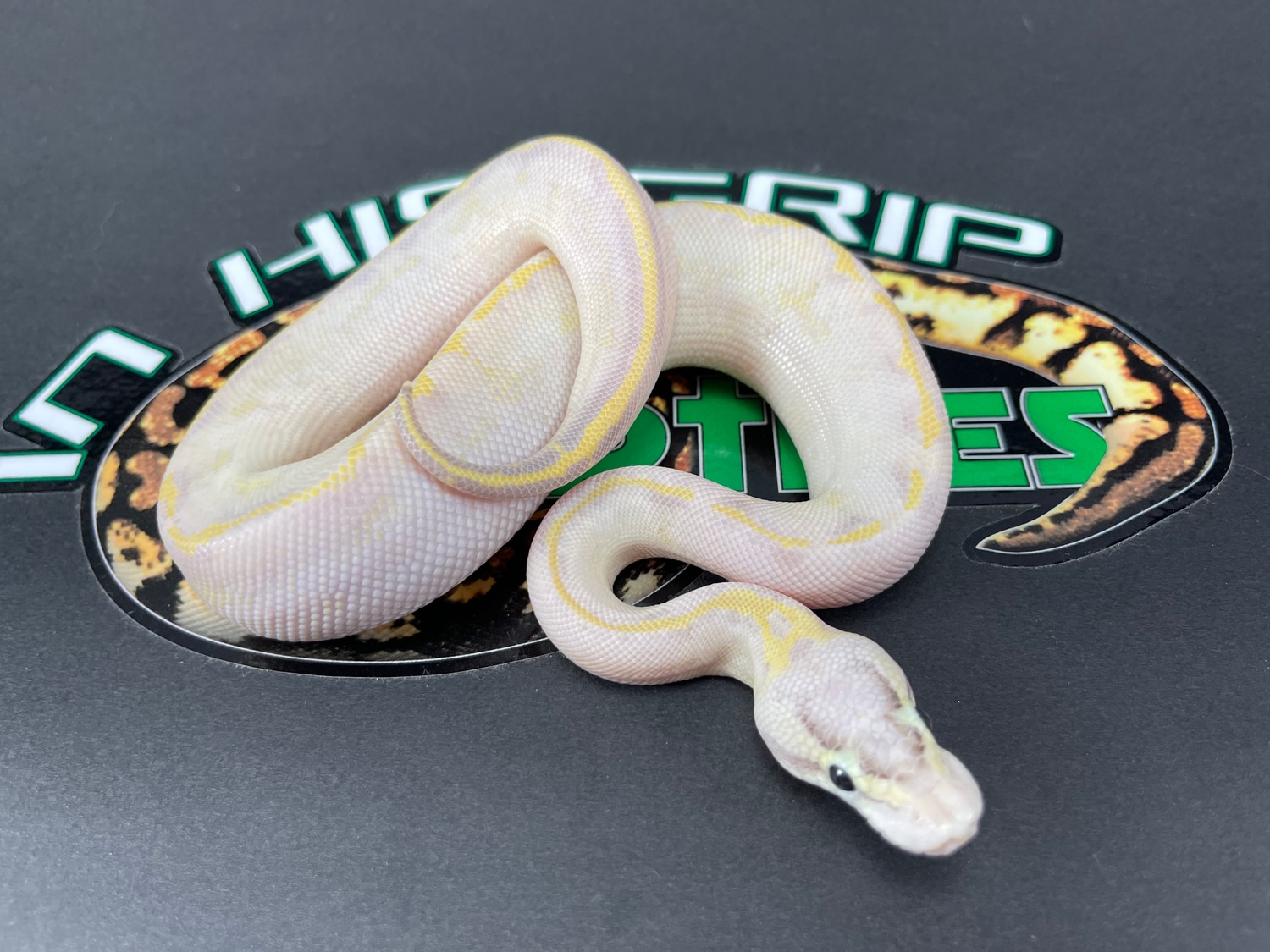 Pastel Ivory Ball Python by In His Grip Reptiles - MorphMarket