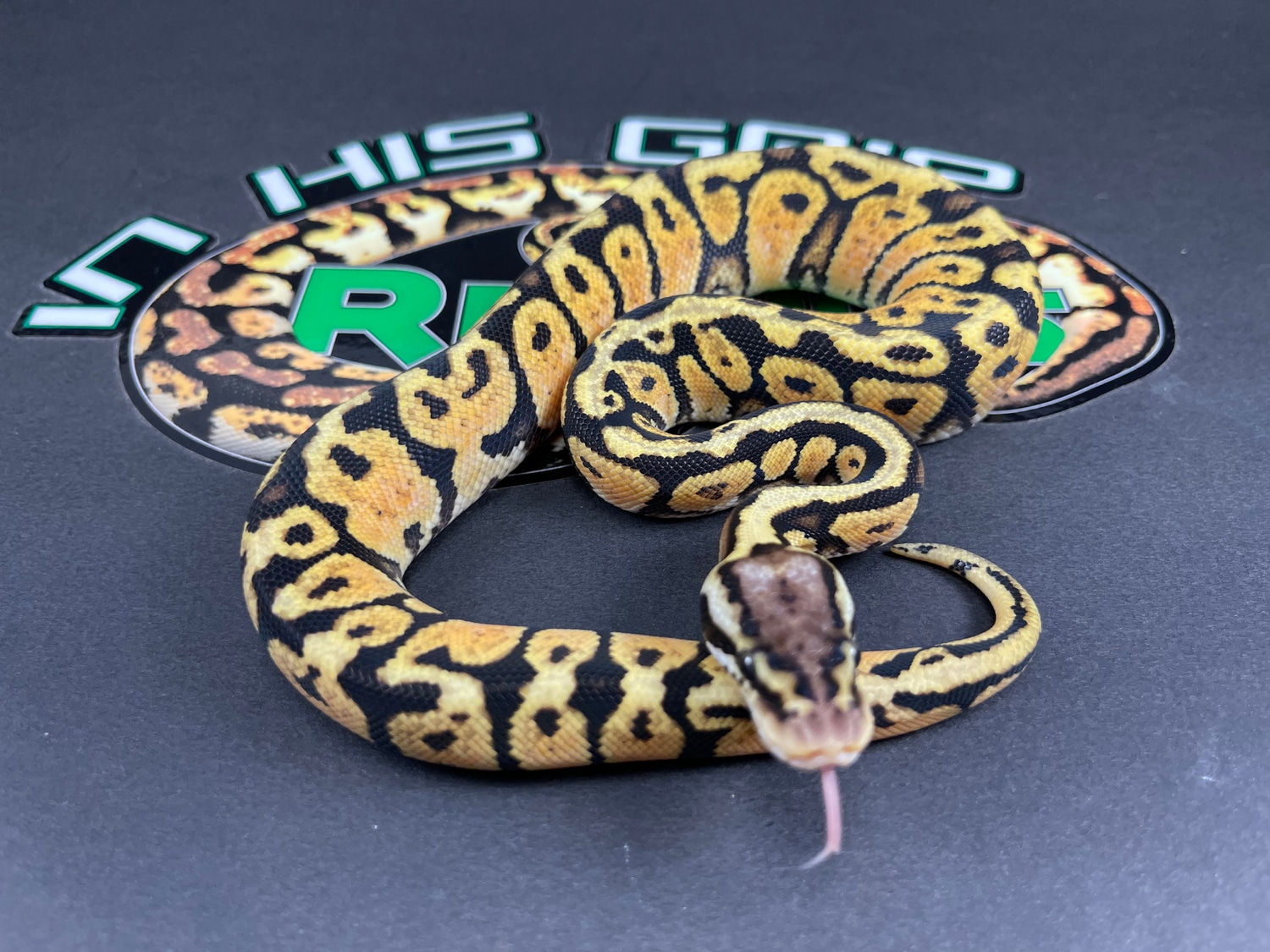 Pastel Spotnose Het Paint Possible Yellow Belly Ball Python by In His ...