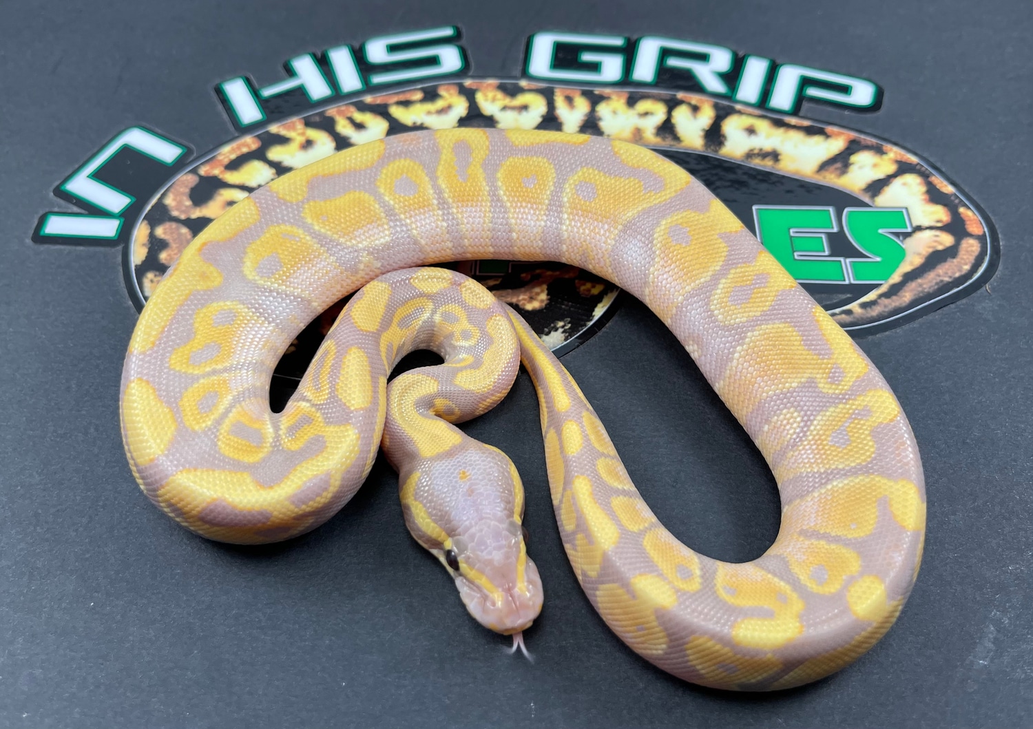 Banana Yellow Belly Ball Python by In His Grip Reptiles MorphMarket