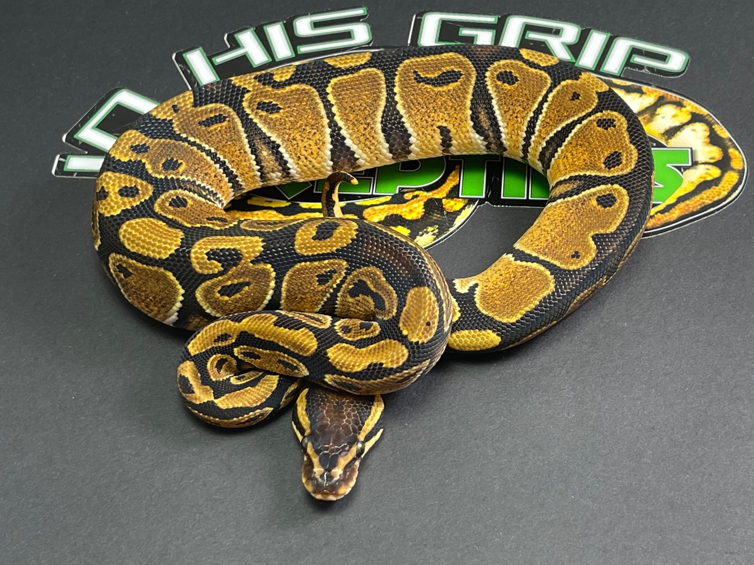 Het Paint Ball Python by In His Grip Reptiles MorphMarket