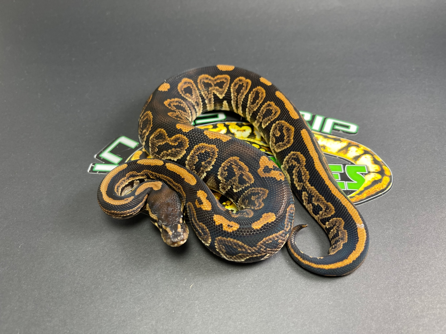 Black Pastel Het Ghost Ball Python by In His Grip Reptiles MorphMarket
