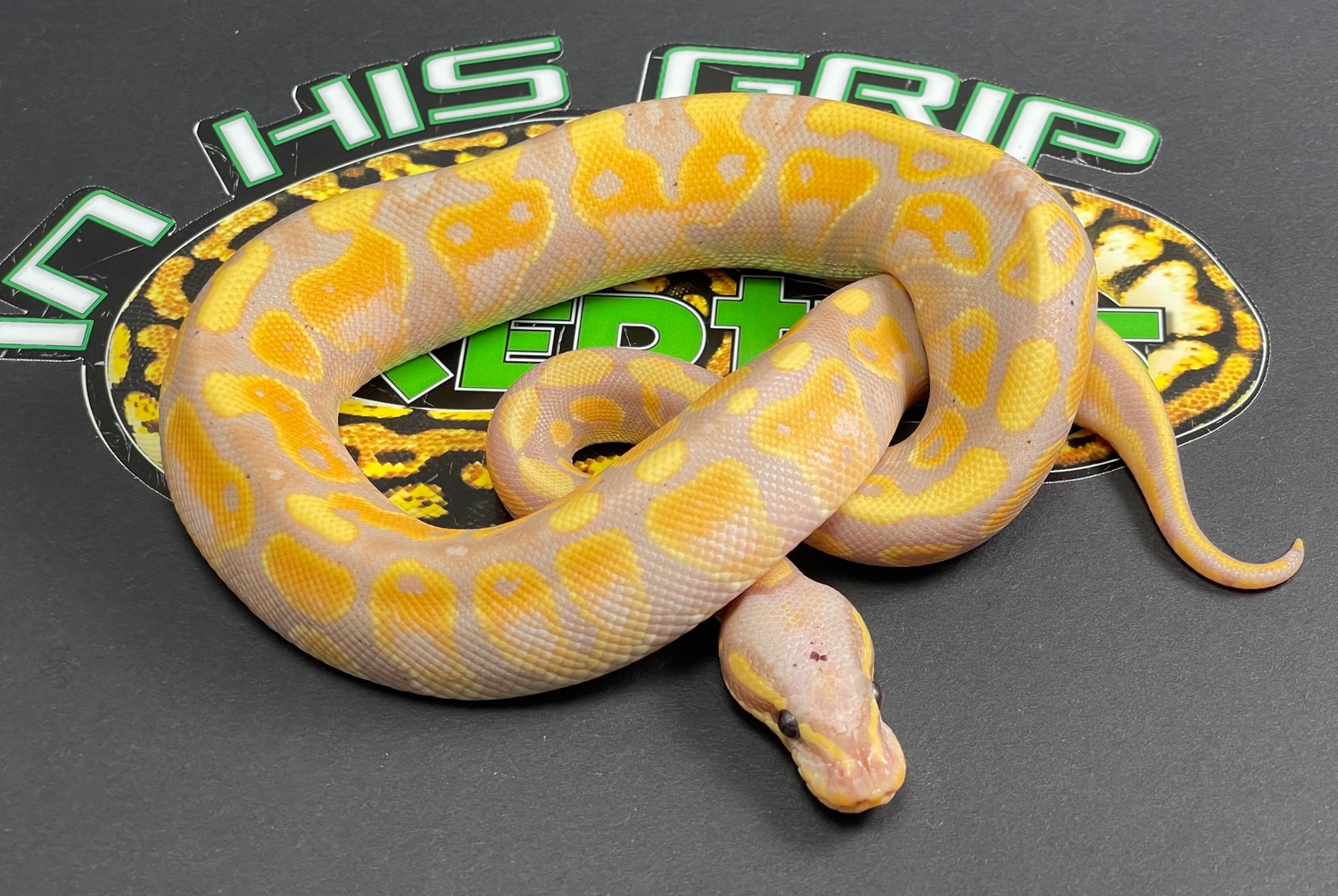 Banana Asphalt/Yellow Belly Ball Python by In His Grip Reptiles