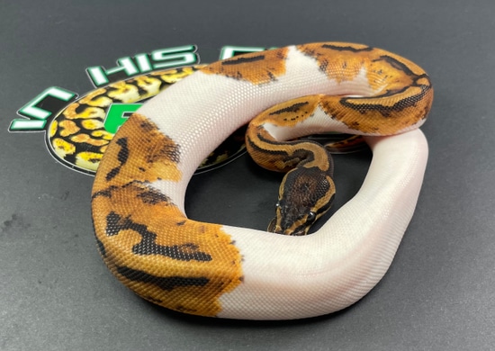 python racquetball grip python green racquetballs (3... Piebald Ball Python by In His Grip Reptiles
