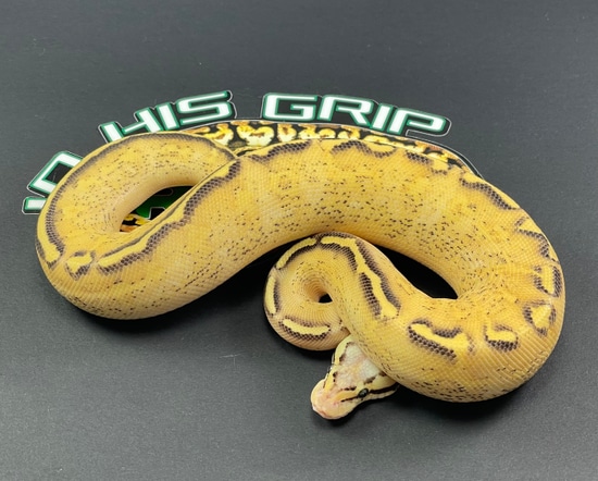 python racquetball grip python green racquetballs (3... Pastel Freeway Ball Python by In His Grip Reptiles