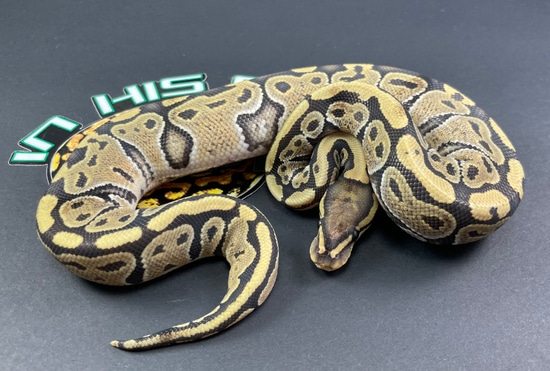 Hypo Poss Het Pied Ball Python by In His Grip Reptiles