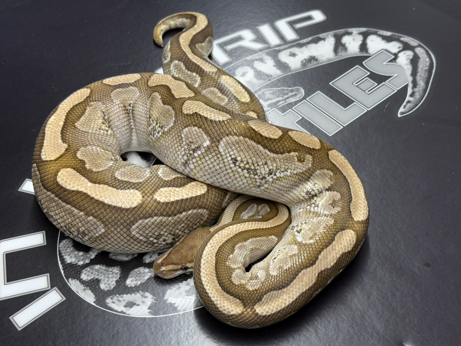 Ghost Proven Calico Lesser Het Desert Ghost PROVEN BREEDER