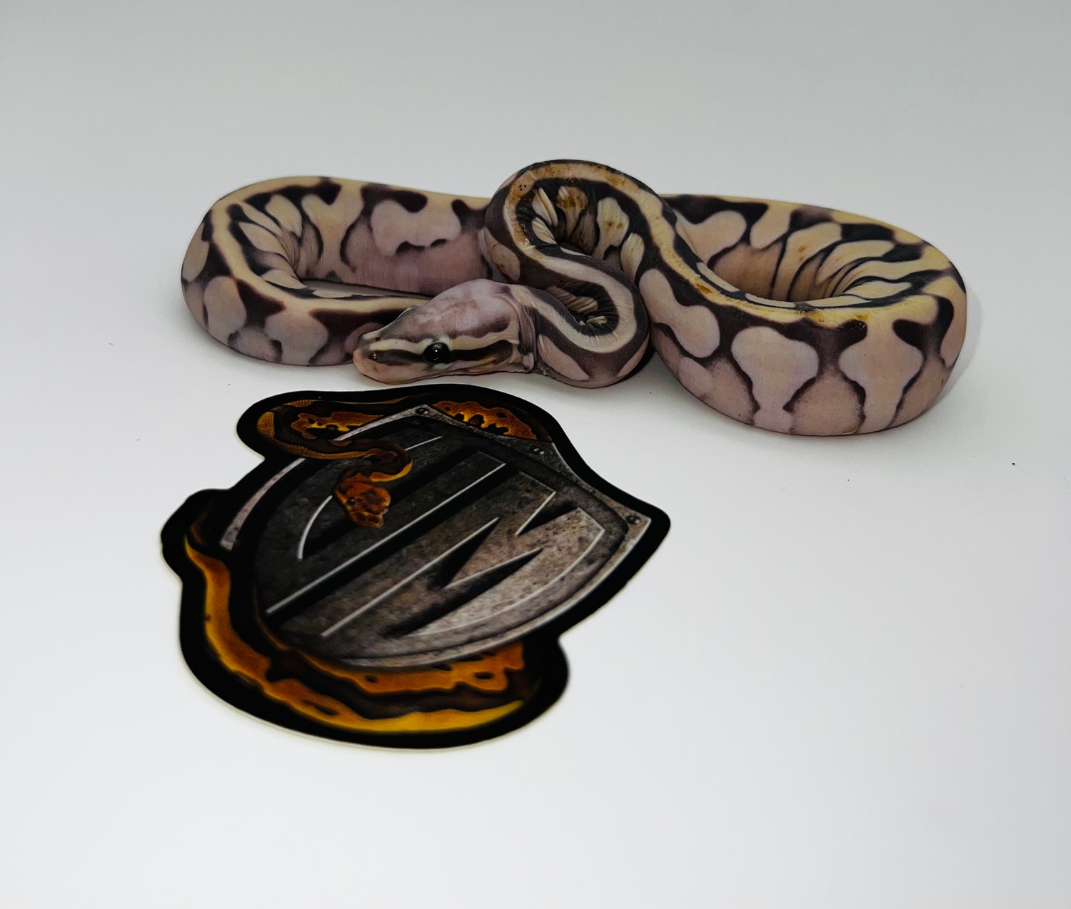 Pastel Lesser Scaleless Ball Python by Valor Morphs LLC - MorphMarket