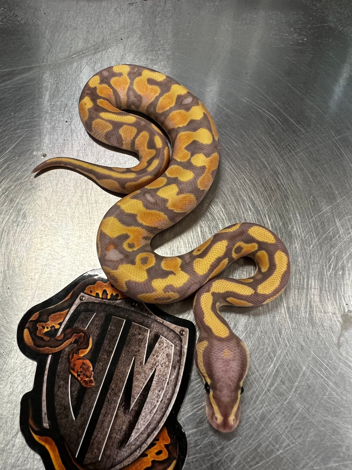 Banana YB/AS Het Piebald Ball Python by Valor Morphs LLC - MorphMarket