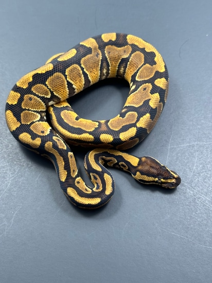 Enchi Grim Ph Clown Ball Python by West Coast Pythons