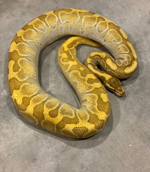 Enchi Lesser Poss Specter Ball Python by West Coast Royals