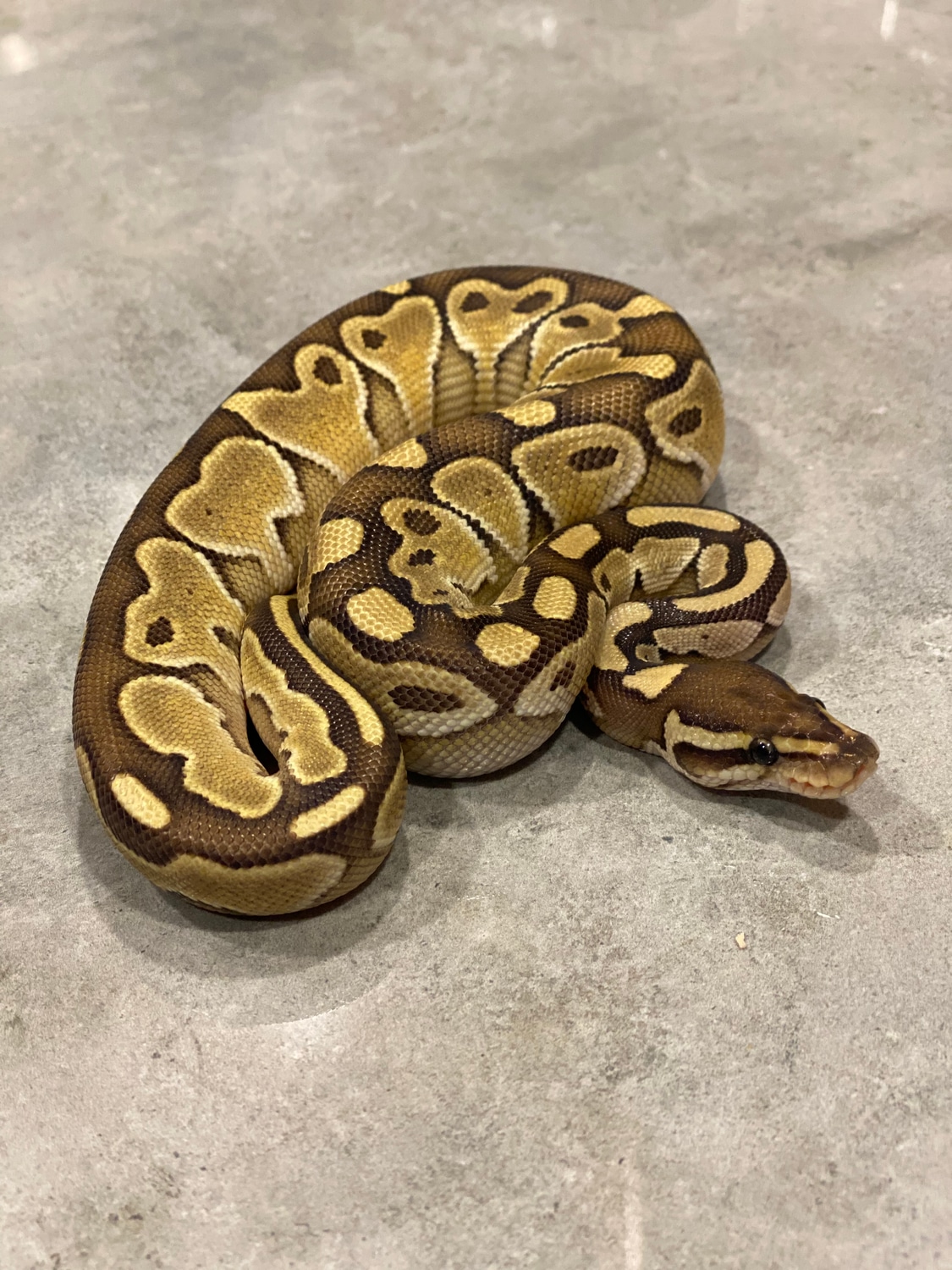 Lesser Het Desert Ghost Ball Python by West Coast Royals - MorphMarket