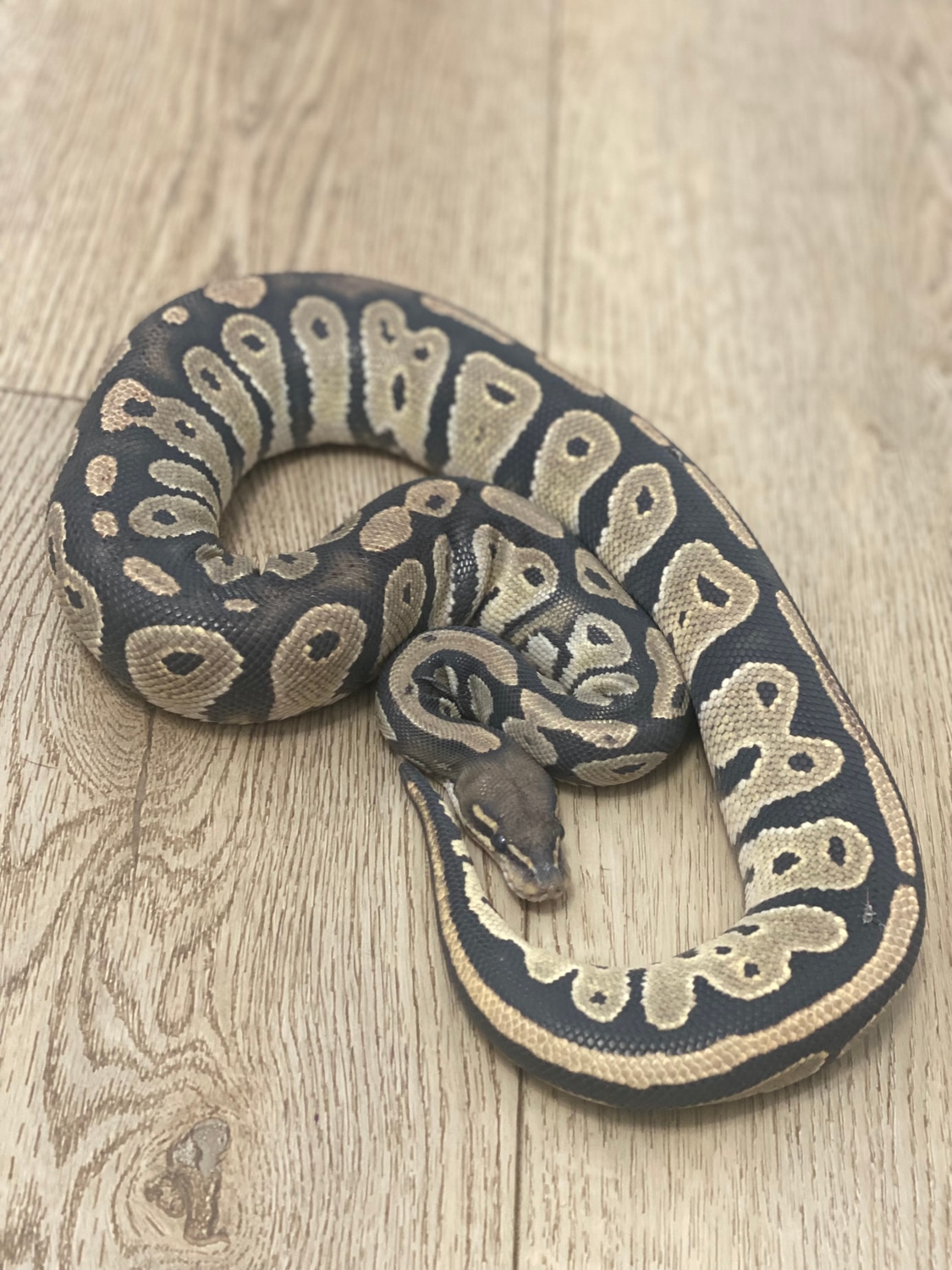 Hypo Blackhead Ball Python by West Coast Royals MorphMarket