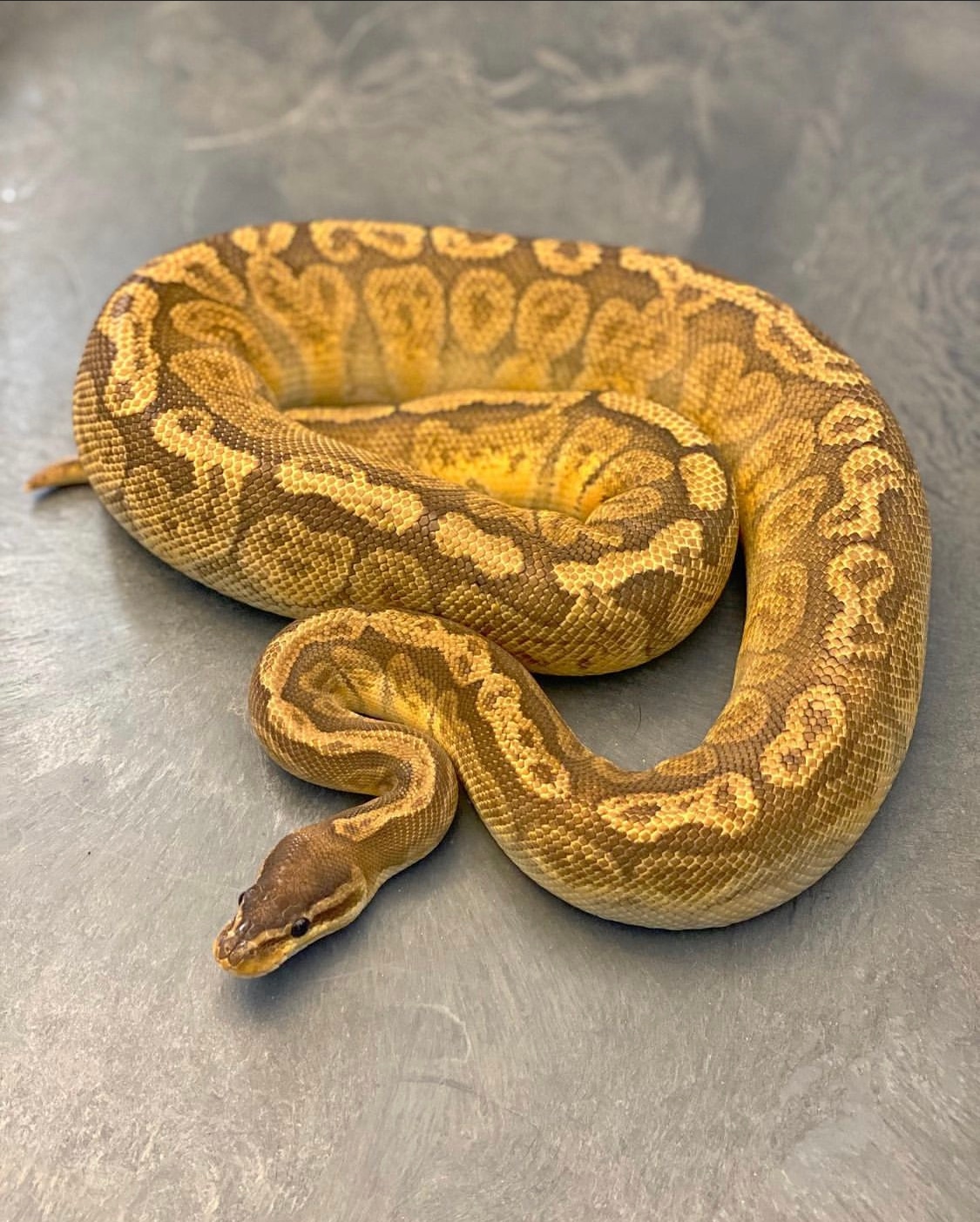 Sunset Ball Python by West Coast Royals - MorphMarket