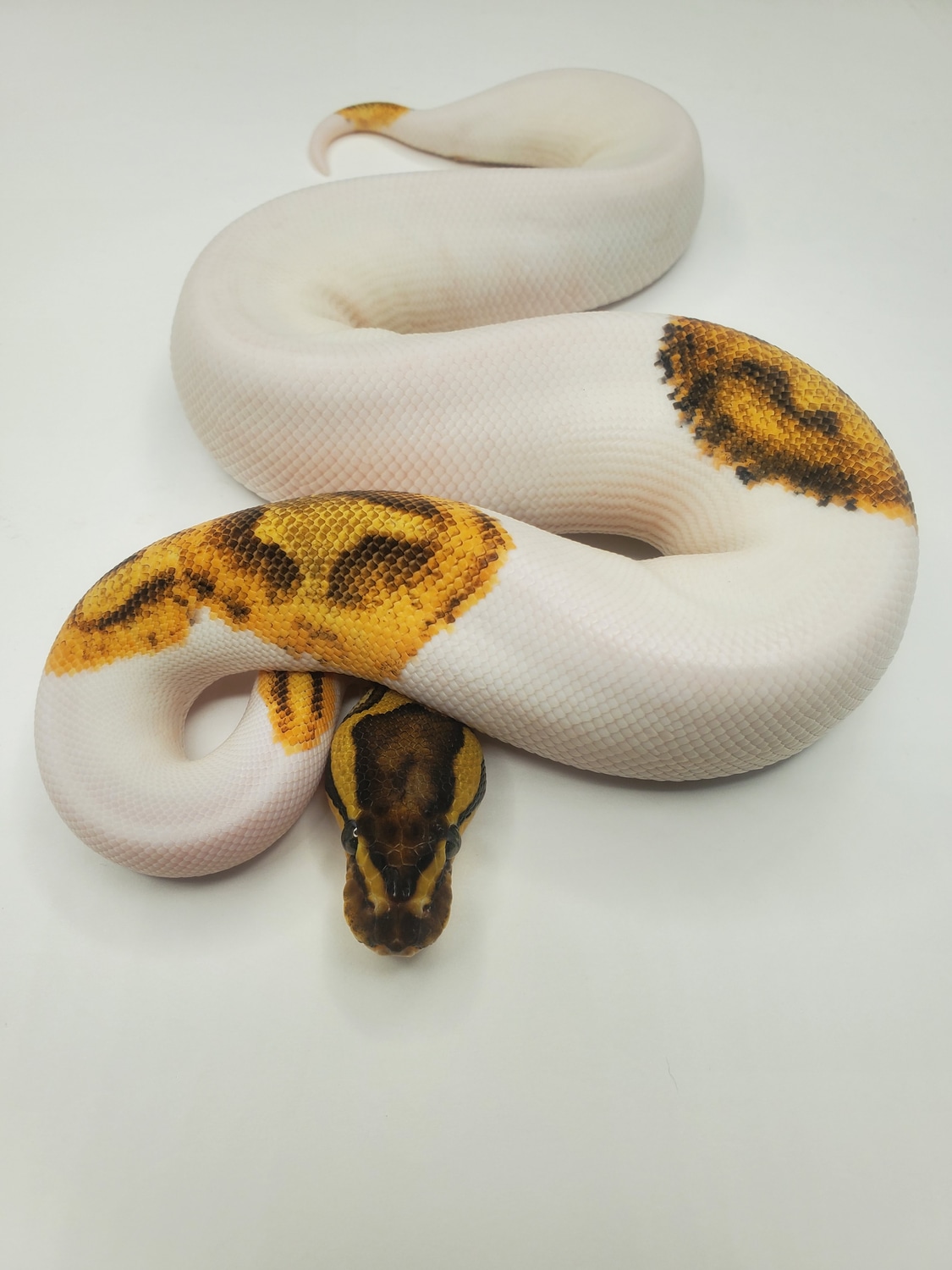 Enchi Fire Pied Ball Python by West End Constrictors - MorphMarket