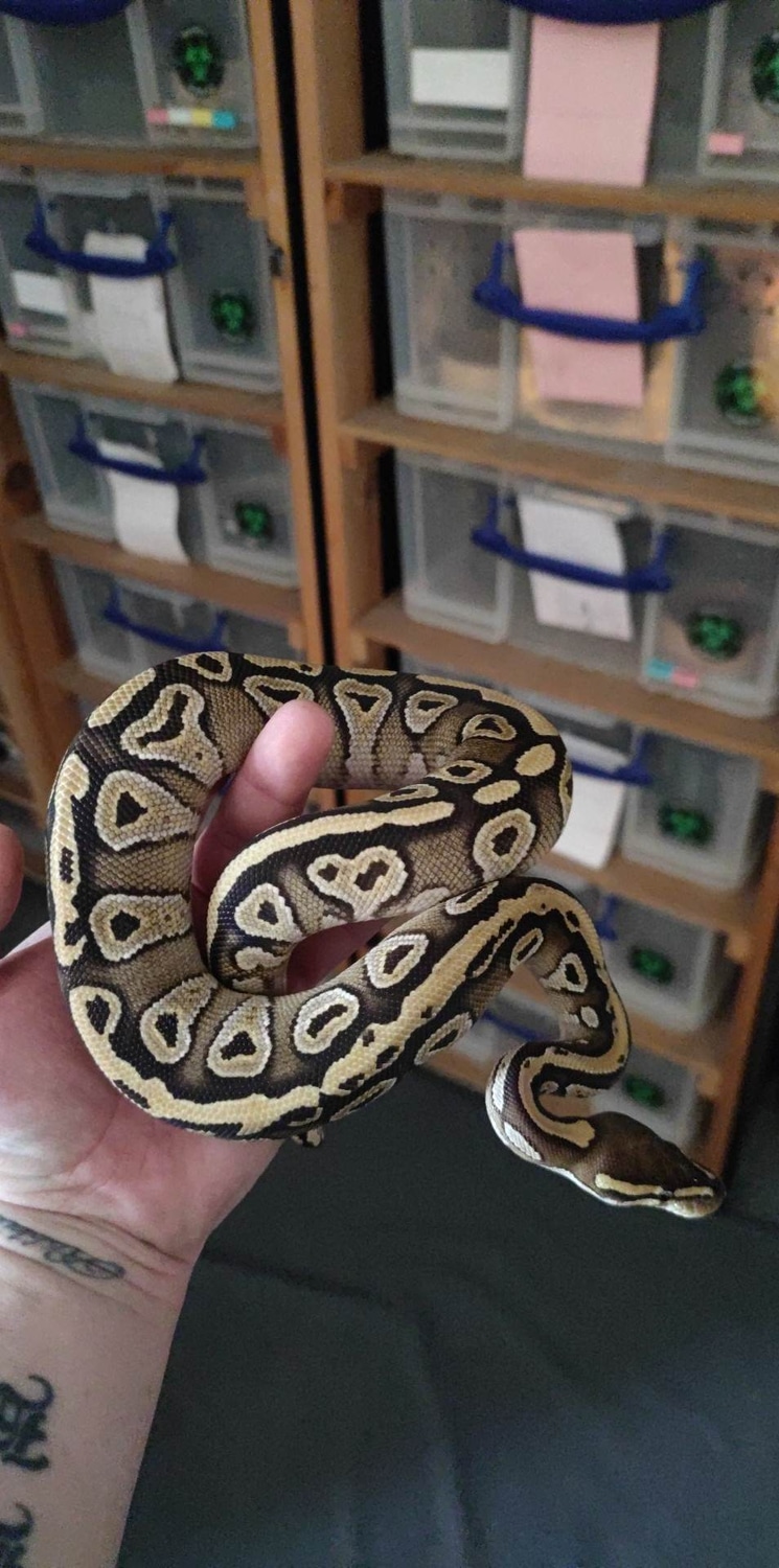 Mojave Ball Python by Westhullpythons - MorphMarket