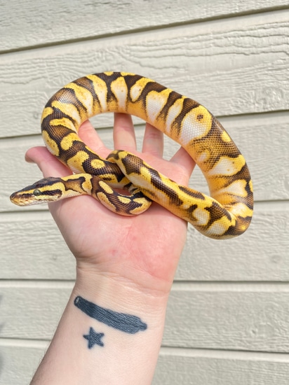 Caldwell Python 22’ Pastel Enchi Calico YB Het Gstripe Ball Python by Caldwell Scales