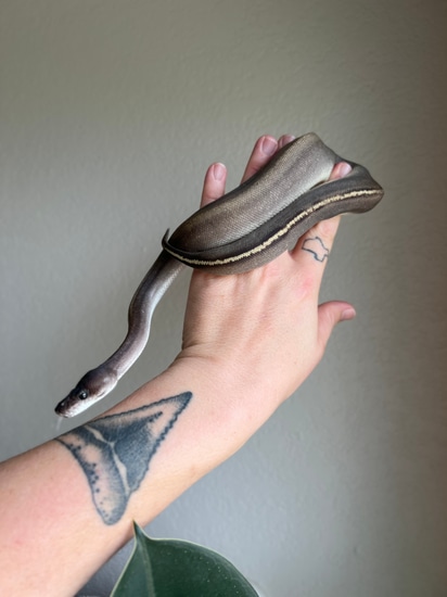 Caldwell Python Super Mahogany HRA Lesser Ball Python by Caldwell Scales