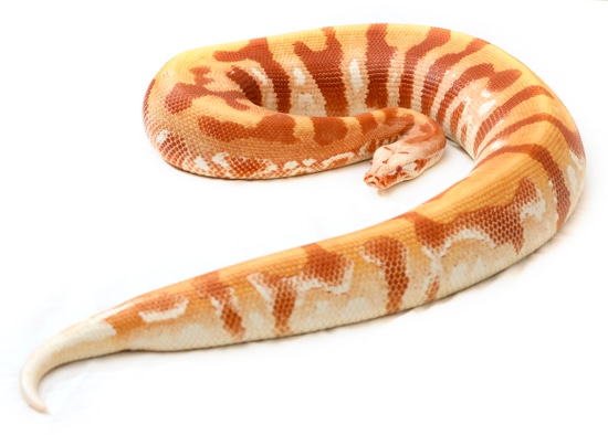 Banded T- Albino Blood Python by West Ridge Reptiles