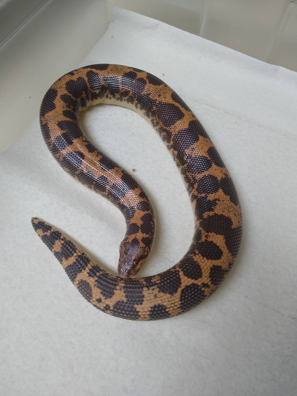 Jumbo Adult Male Kenyan Sand Boa by West Ridge Reptiles MorphMarket
