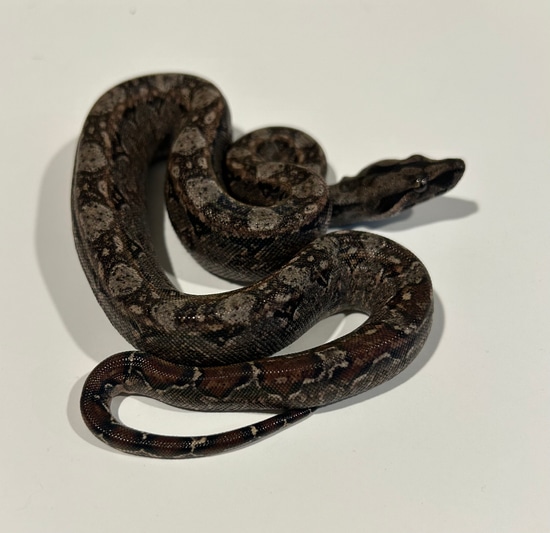 Pure Tarahumara Dwarf Boa Constrictor by West Ridge Reptiles