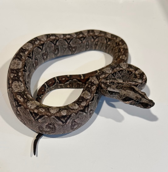 Pure Tarahumara Dwarf Boa Constrictor by West Ridge Reptiles