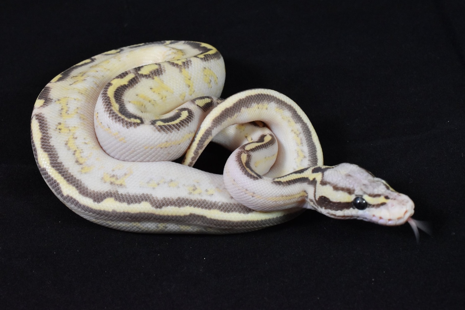 Freeway Fire/Vanilla Pastel Possible Lesser Ball Python by Westside ...