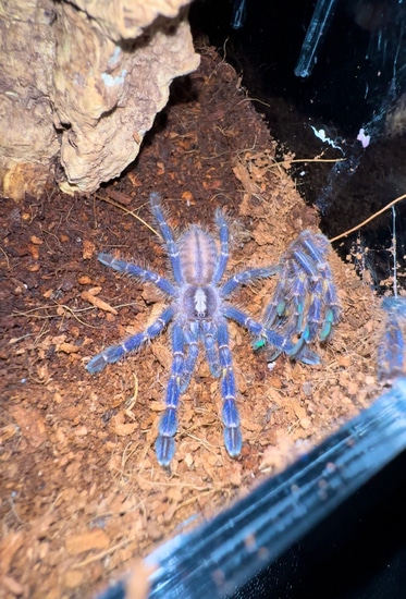 Poecilotheria Metallica 3+ Inch Female Tarantula by Westsidereptiles LLC