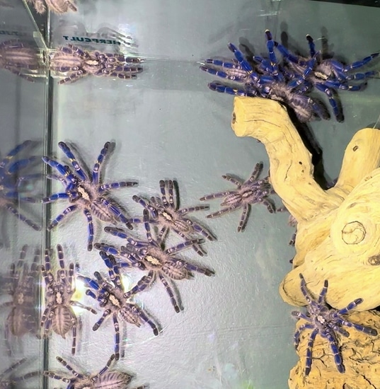 X3 Gooty Sapphire Communal (X2 Female + X1 Unsexed) Tarantula by ...