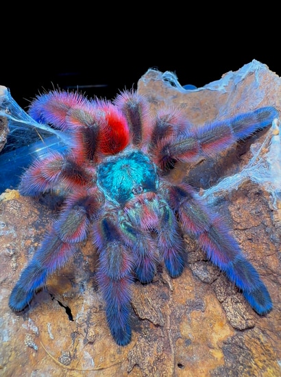 Caribena Versicolor - Purple CF Antilles Pink-Toe - Female 3+ Inch ...