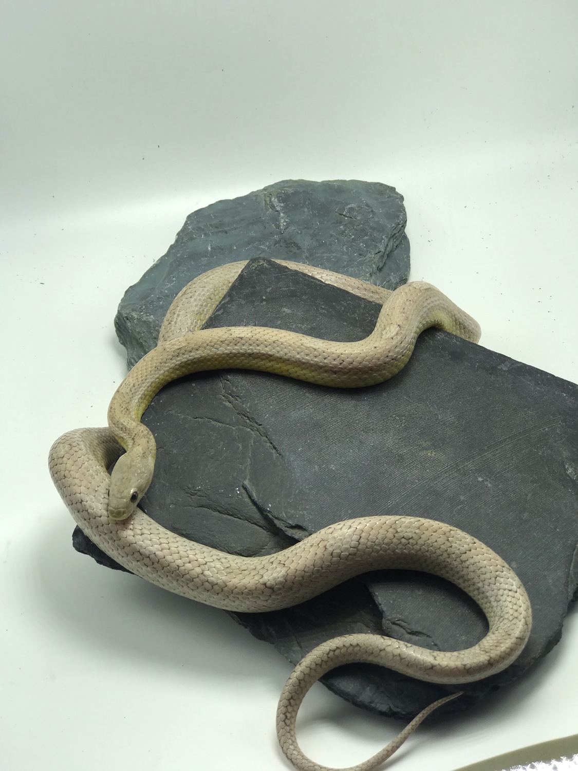 Ghost Bloodred Motley Corn Snake by Wet Pet & Reptile MorphMarket