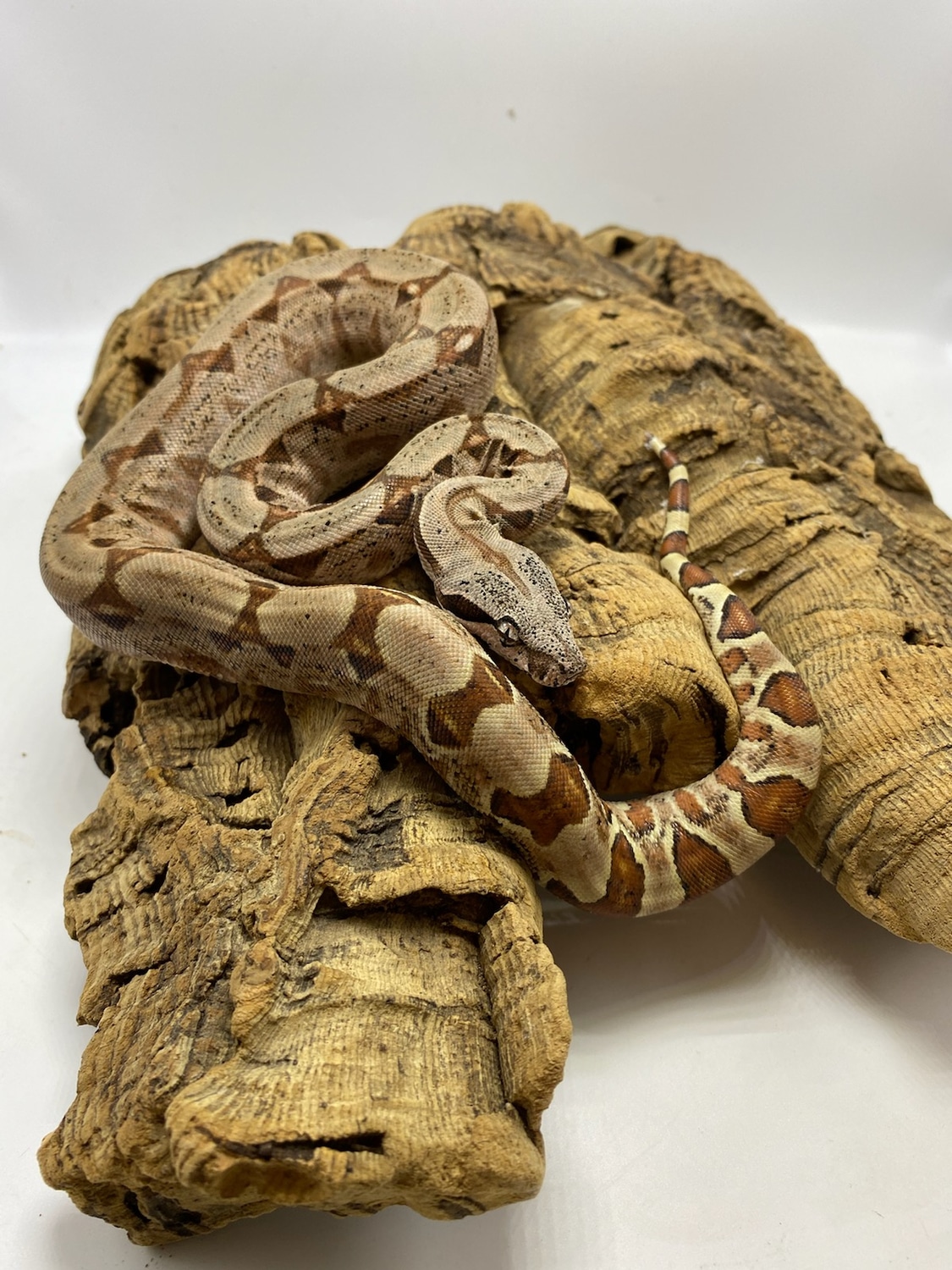 Hypo Kraken Poss Het Kahl Lipstick Boa Constrictor by Wet Pet & Reptile