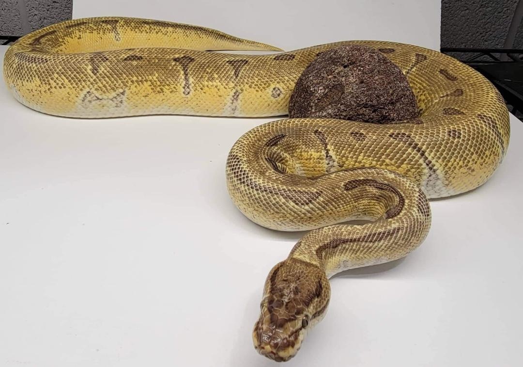 2018 Super Enchi Orange Dream Pinstripe Ball Python by Wet Pet