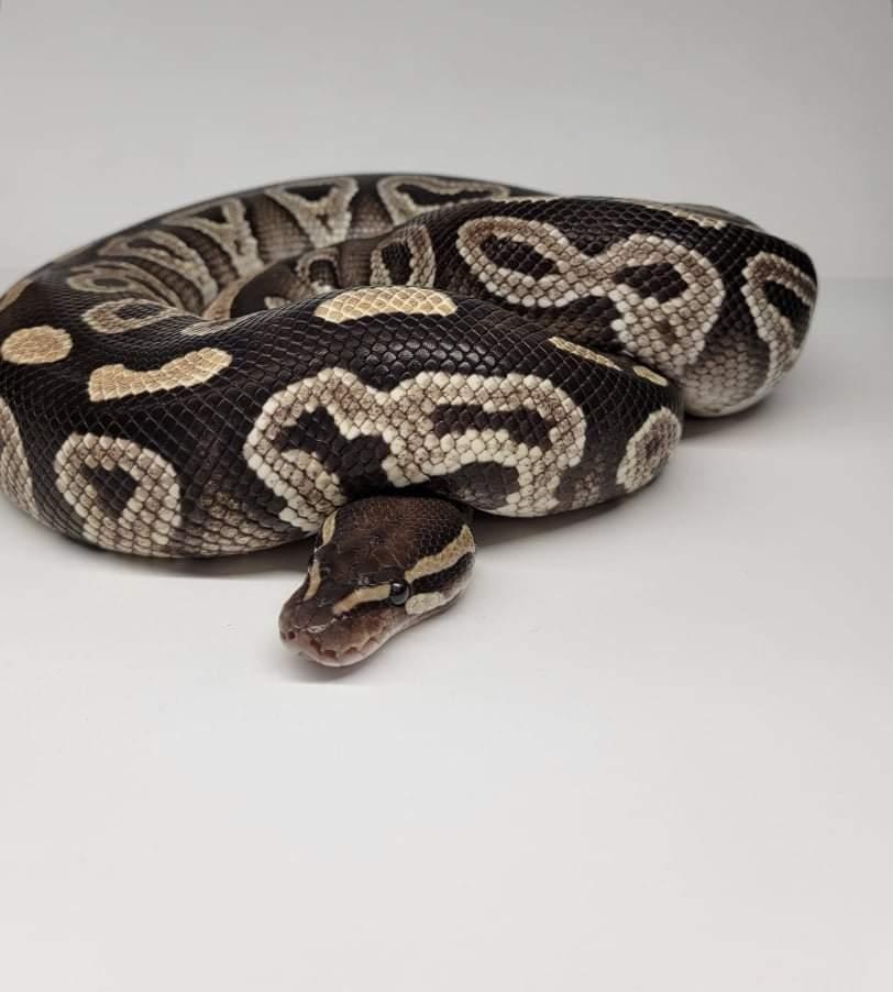 2018 Mojave Ball Python by Wet Pet & Reptile MorphMarket