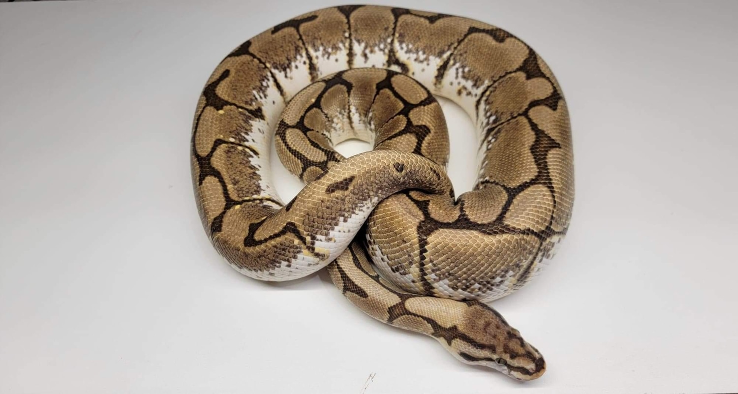 Mystic Spider Ball Python by Wet Pet & Reptile MorphMarket