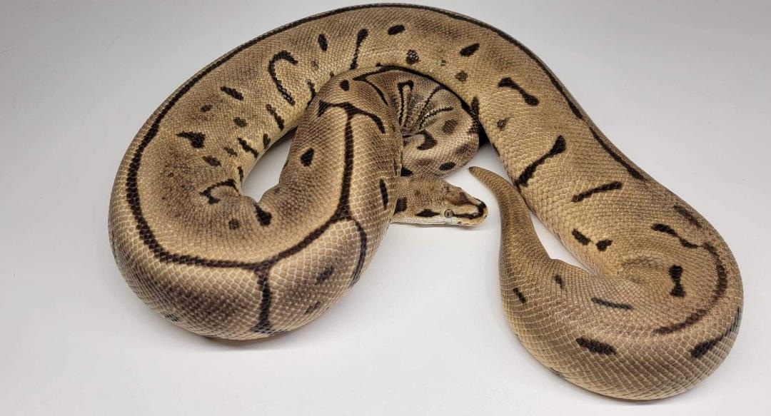 Spider Leopard Ball Python by Wet Pet & Reptile MorphMarket