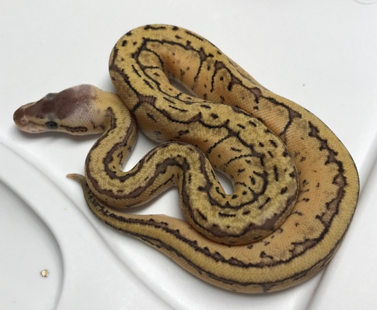 Firemon Python Snake Lemonblast Fire Ball Python by Wezen.2.Snakes