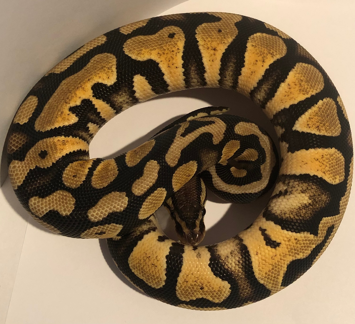 Pastel Paradox 100% Het Ghost Ball Python by Crystal Fire Pythons ...