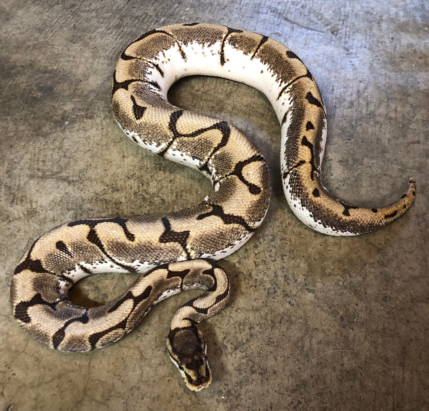 Proven Enchi Spider Ball Python by Crystal Fire Pythons - MorphMarket