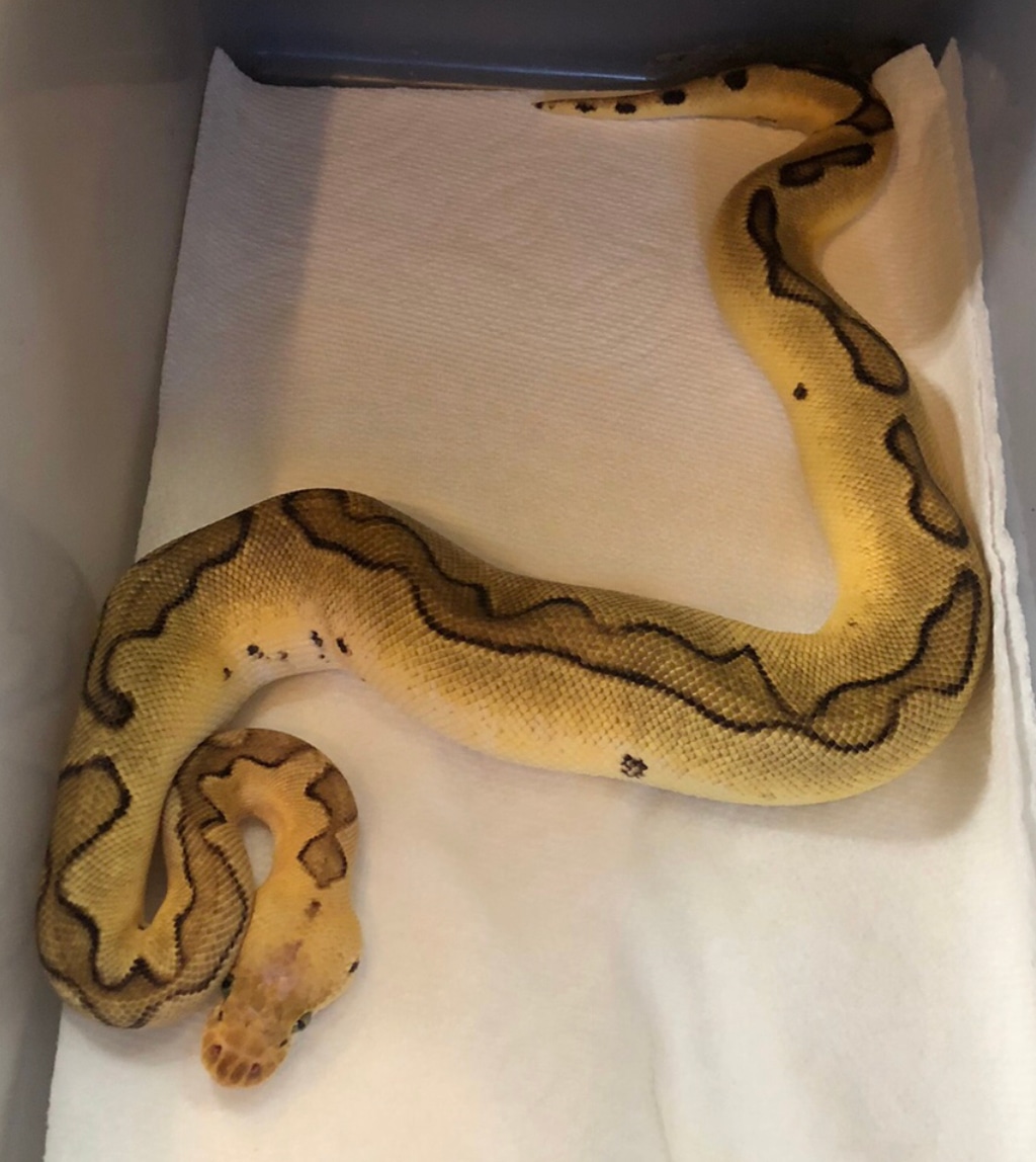 Pastel Enchi Blade Clown Ball Python by Crystal Fire Pythons - MorphMarket