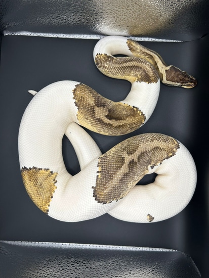 Breeder Ready Pied Pair Ball Python by TW Morphs