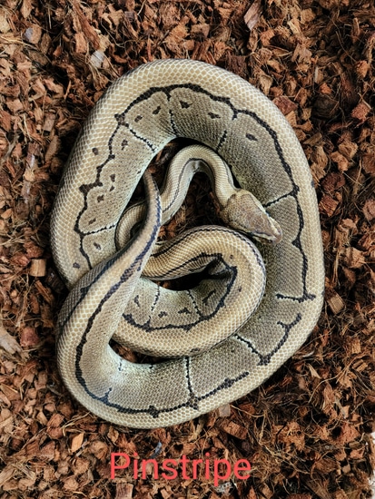 Pinstripe Ball Python by Whiskey River Reptilia
