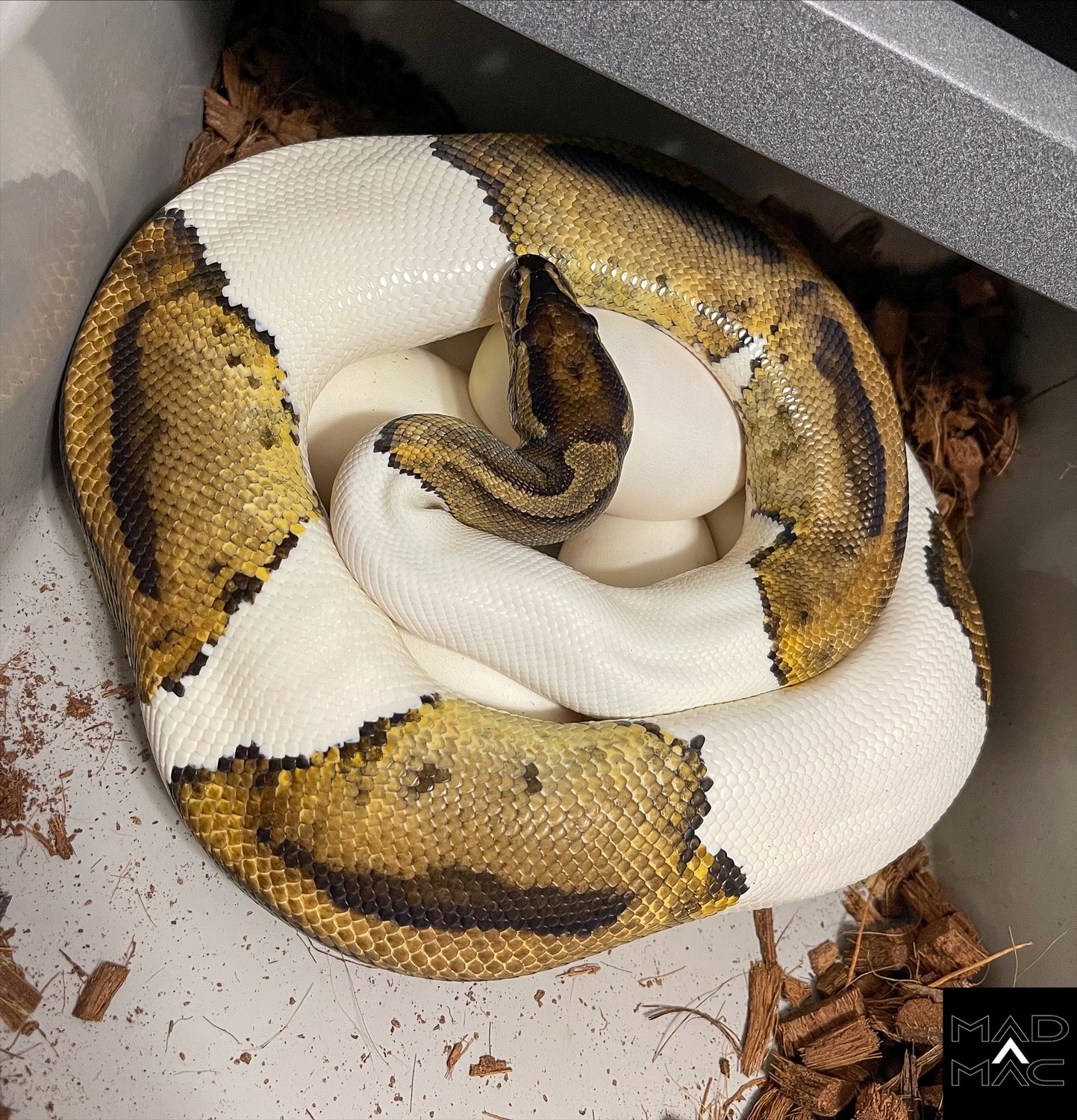 Emoji Pied - Proven Breeder Ball Python by Mad Mac Pythons LLC ...