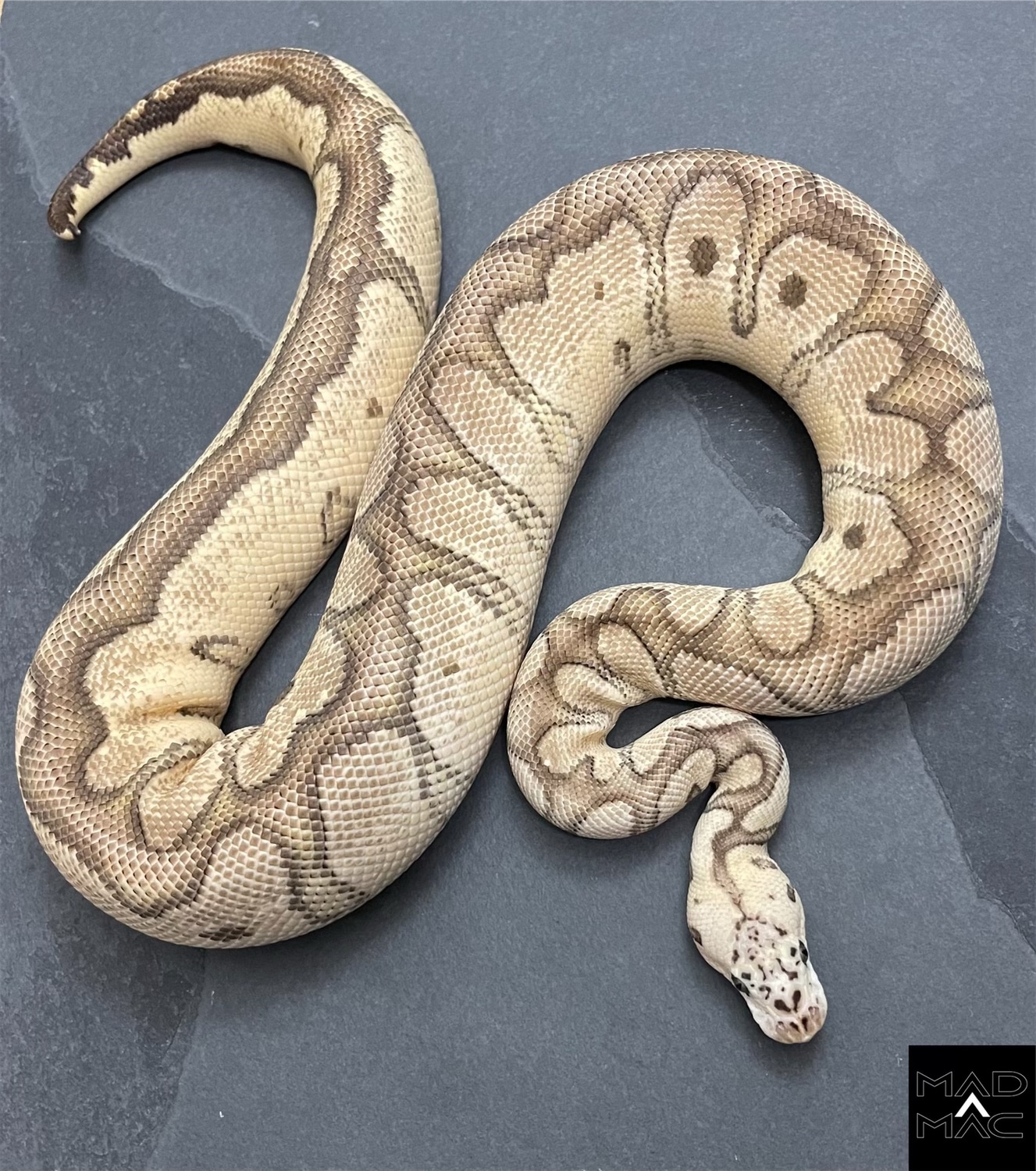 Disco Pastel Clown Proven Breeder Ball Python by Mad Mac Pythons