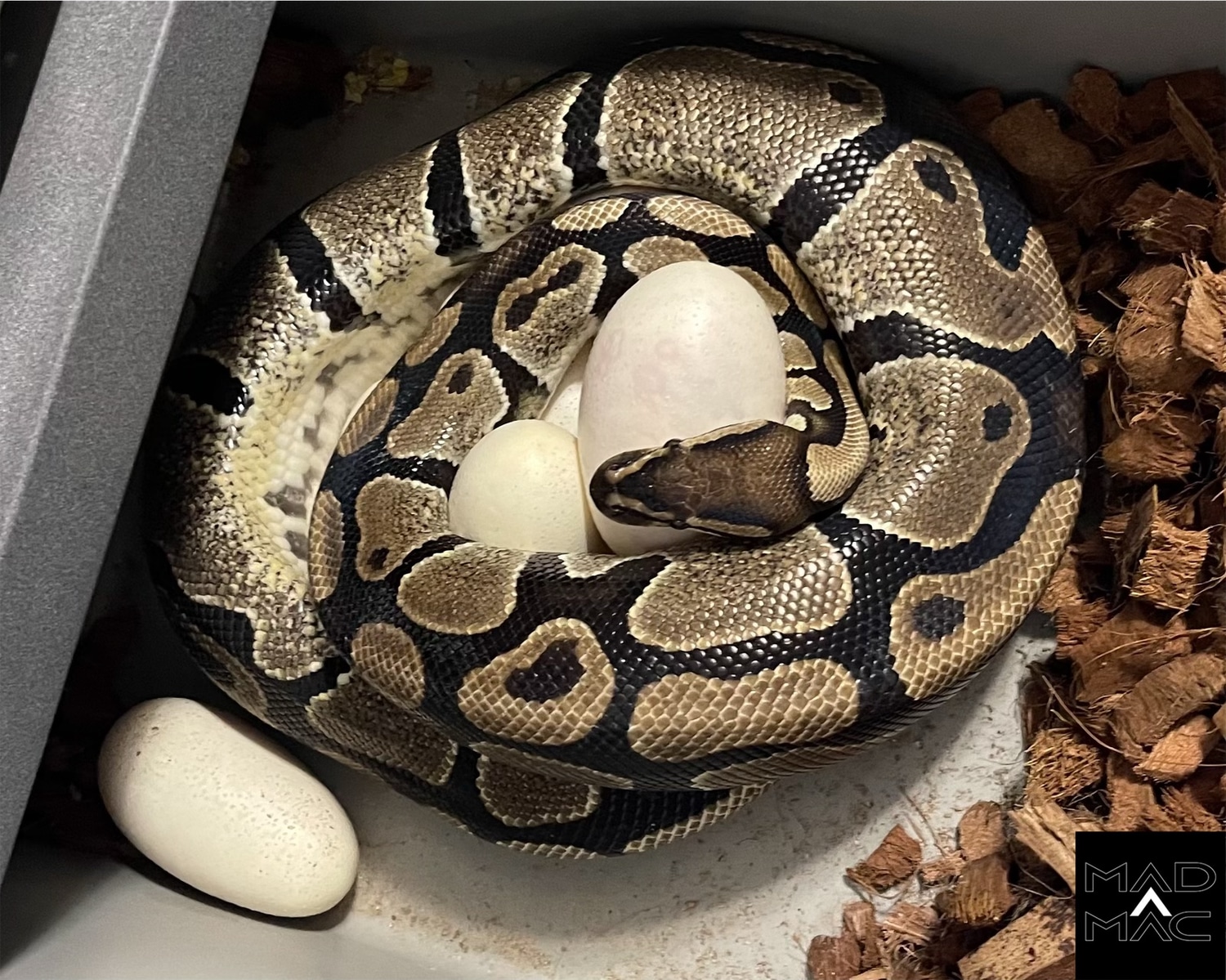 Proven Normal Ball Python by Mad Mac Pythons LLC - MorphMarket