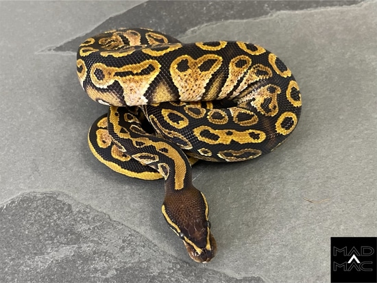 Hurricane Calico Ball Python by Mad Mac Pythons
