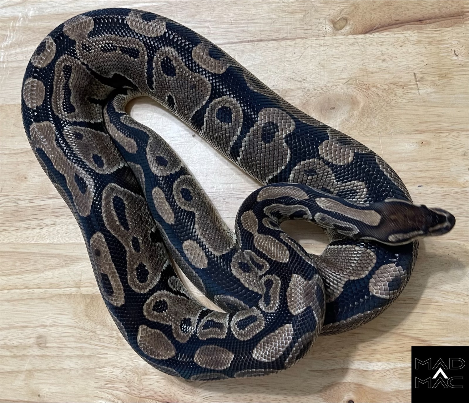 3400g RTB Normal Ball Python by Mad Mac Pythons - MorphMarket