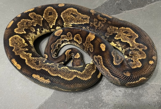 Sapphire Calico Yellowbelly Ball Python by Mad Mac Pythons