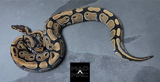 Mad Mom Python 100% Het Desert Ghost Ball Python by Mad Mac Pythons