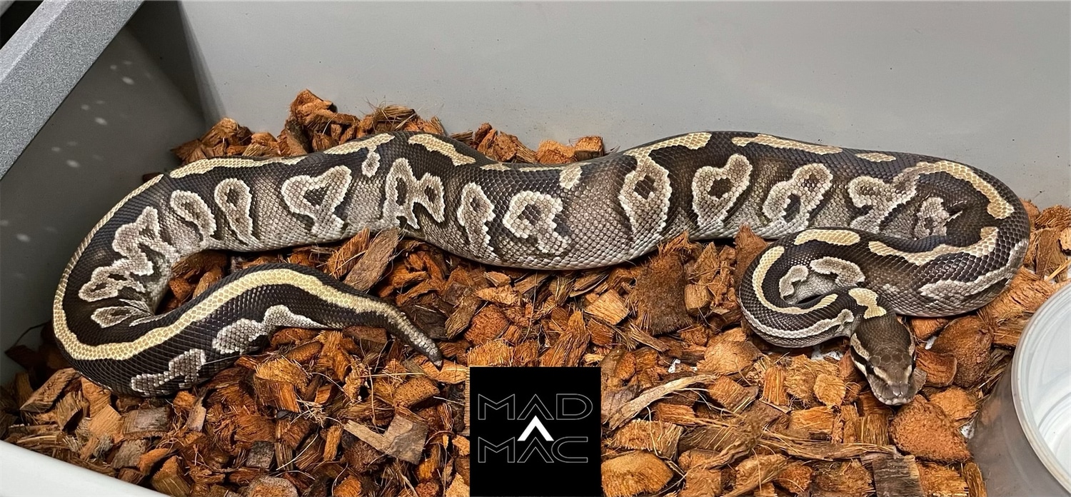 Sapphire Phantom Ball Python by Mad Mac Pythons LLC - MorphMarket